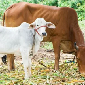 गौ सेवा – करुणा, संस्कृति और धर्म का संगम