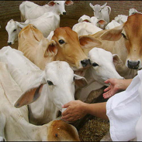 Gau-Seva