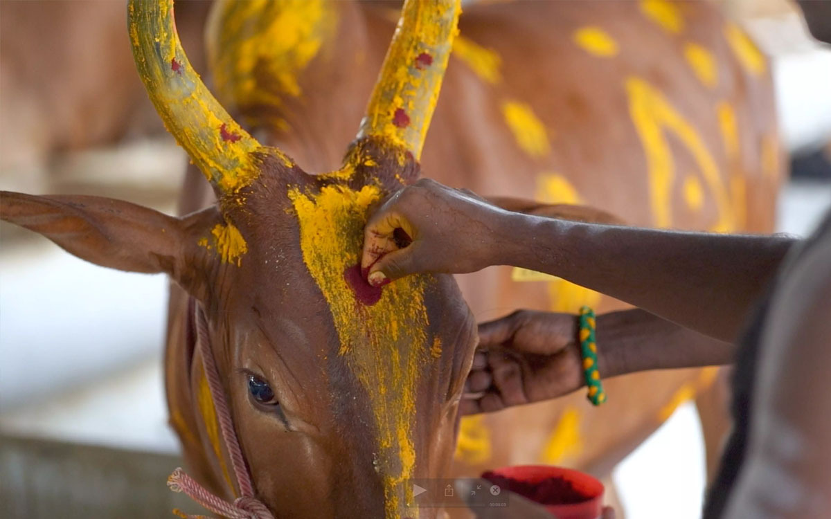 🐄 गौ सेवा: धर्म, करुणा और संस्कृति का मूल आधार